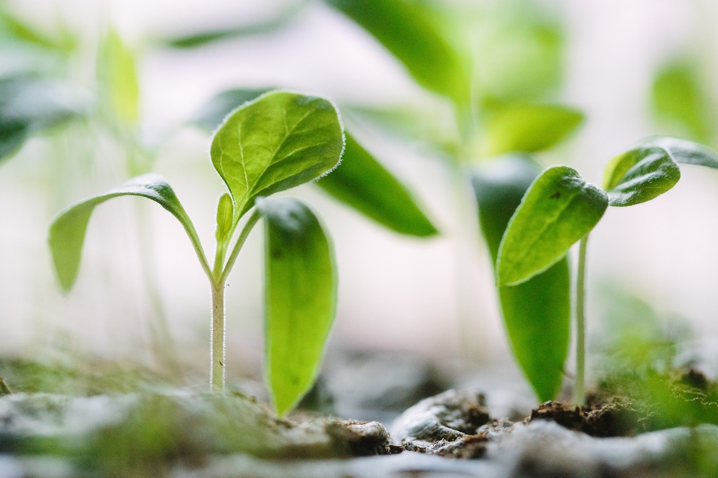 Tecnologias Verdes que Transformam o Futuro