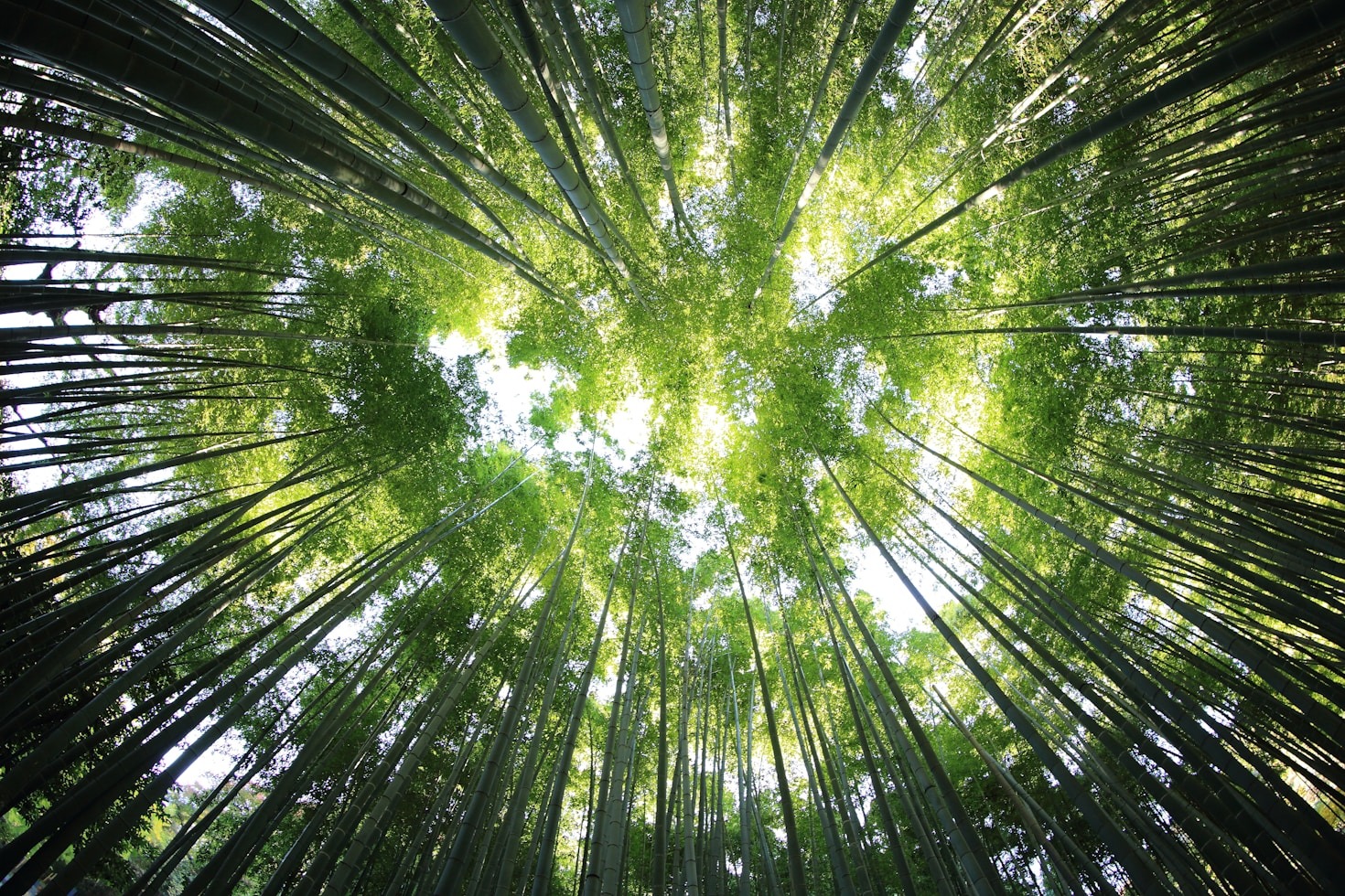 Rumo a um Planeta Mais Verde: Ações Essenciais